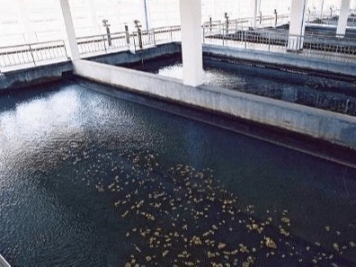 從細菌源頭徹底消除異味的最佳選擇：微生物除臭劑